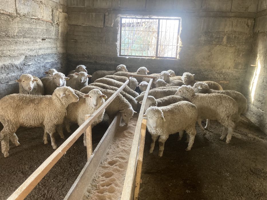 Семіз тоқтылар сатылады жемде тұрғандарына 3 айдан асты
