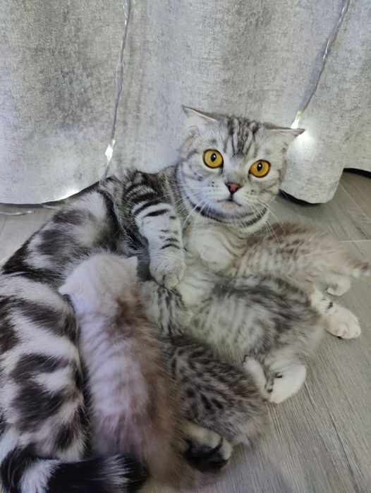 Шотландские вислоухие