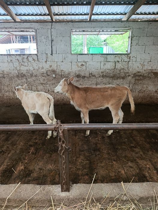 Продаются тёлочки