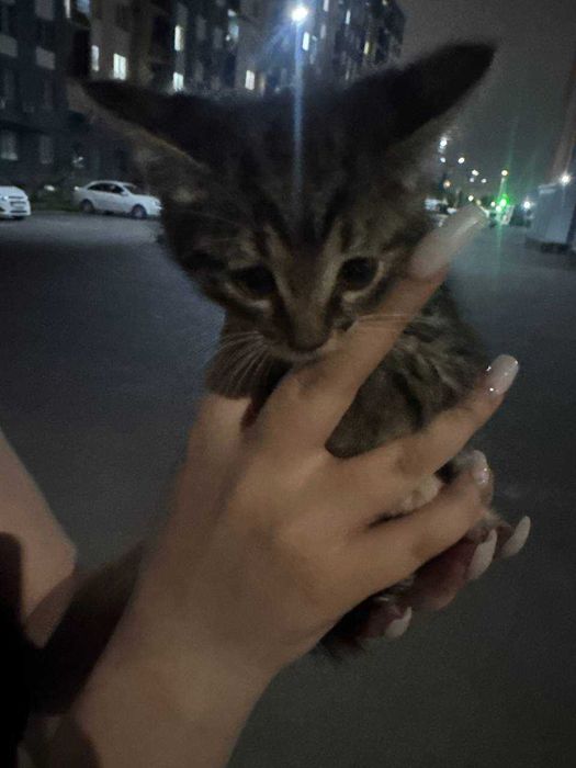 Отдадим котёнка добрым и ответственным людям