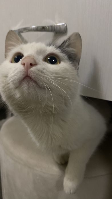 Кот продаётся в хорошие руки