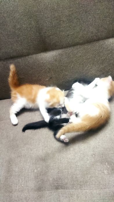 Котята игривые...