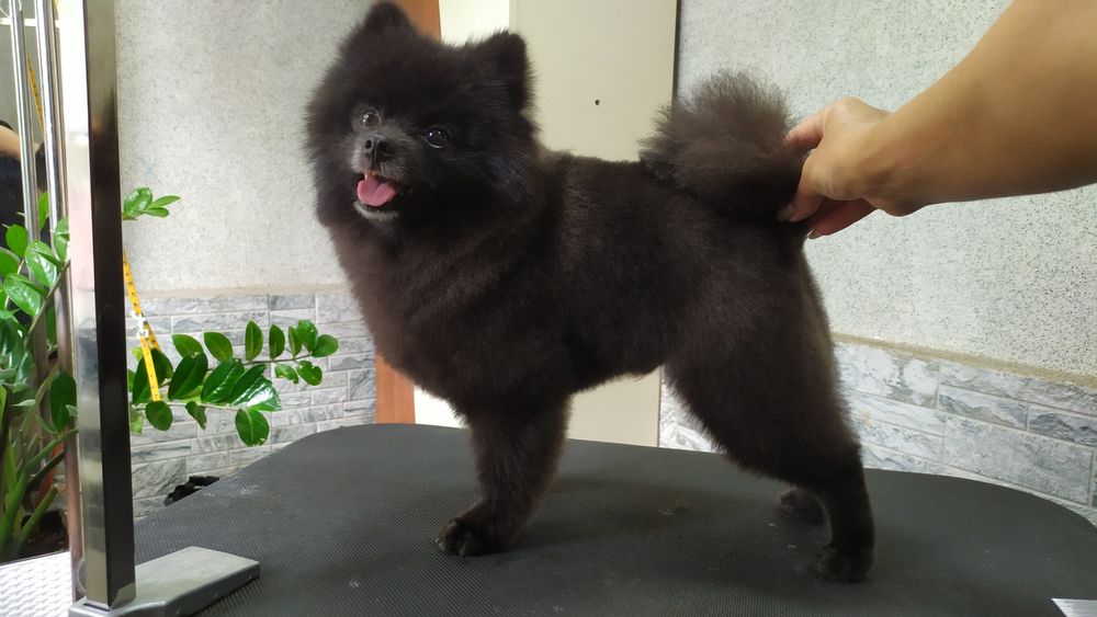 Стрижка собак и кошек.