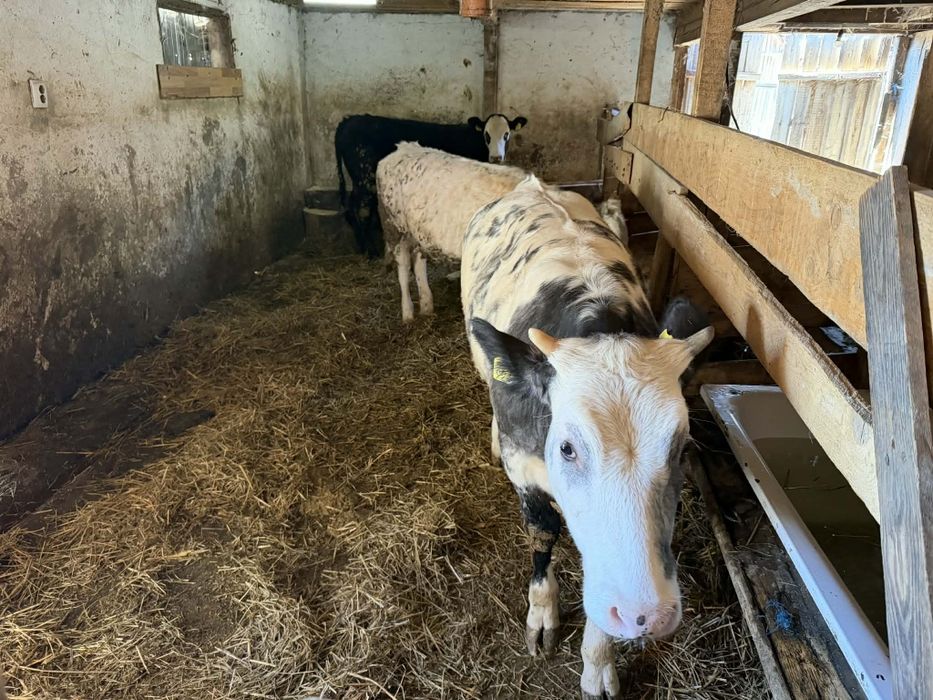 Vând viței belgienii angusi balțat si femele balțate