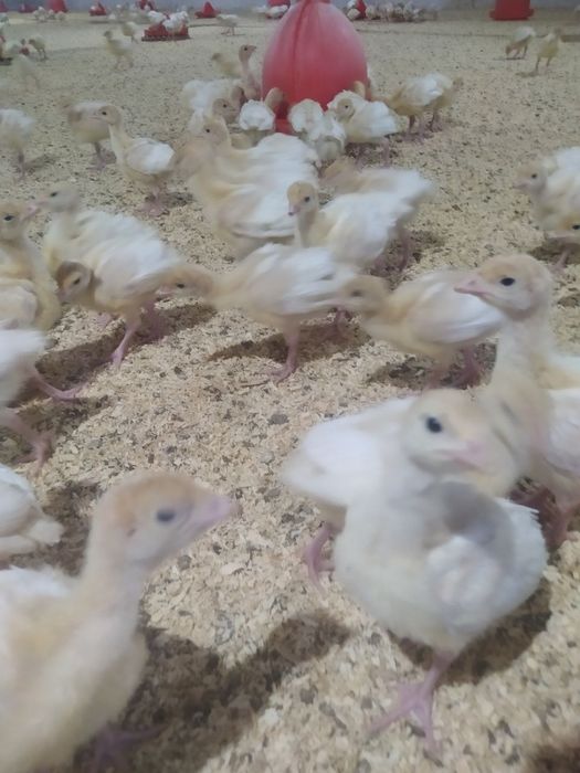 Бин 6 жужалари сотувда оргинал