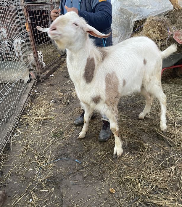 Țap anglonubian 2 ani