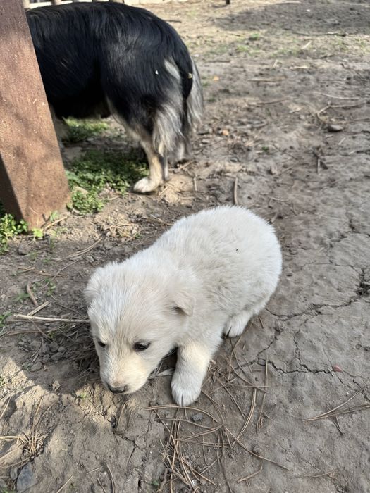 Щенята (5 штук)