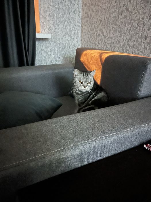 Отдаю кошечку в хорошие руки