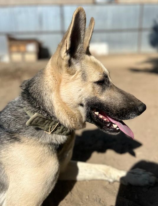 Продам щенят овчарки