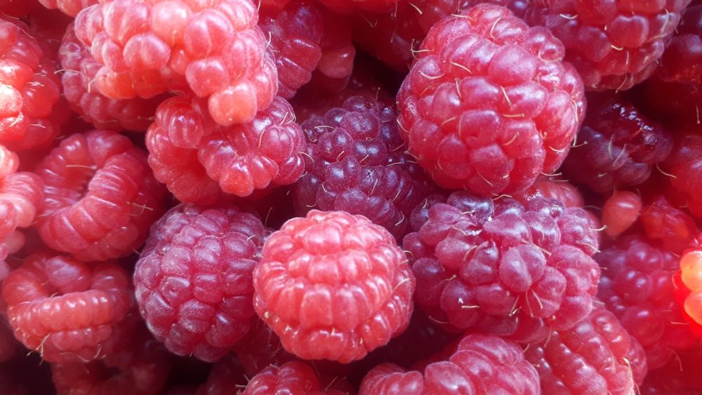 Саженцы малины бабье лето