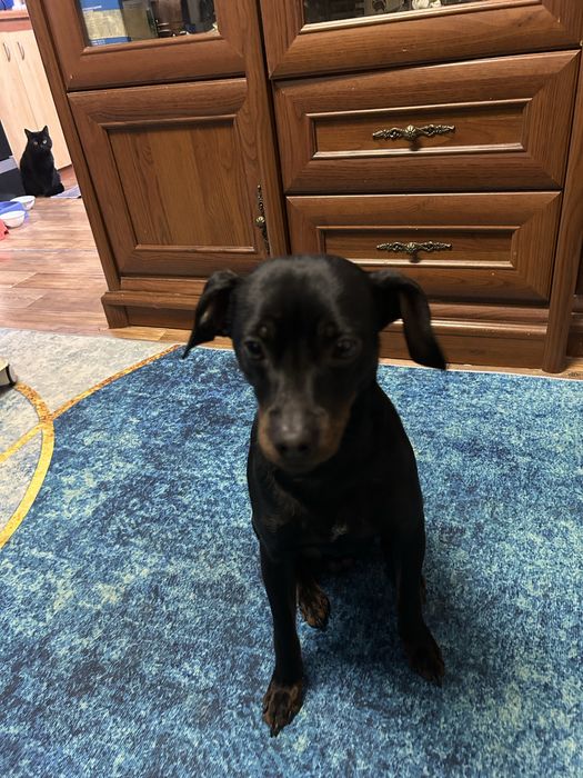 Цвергпинчер пинчер  ищим даму для сердца