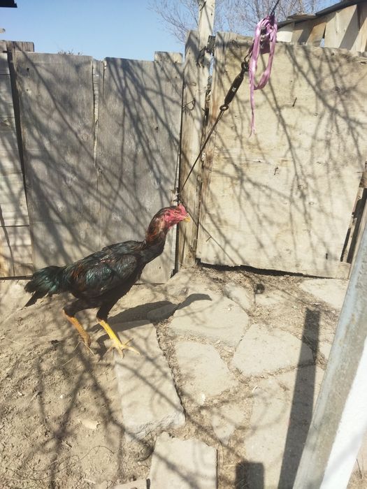 Продам бойцового питуха