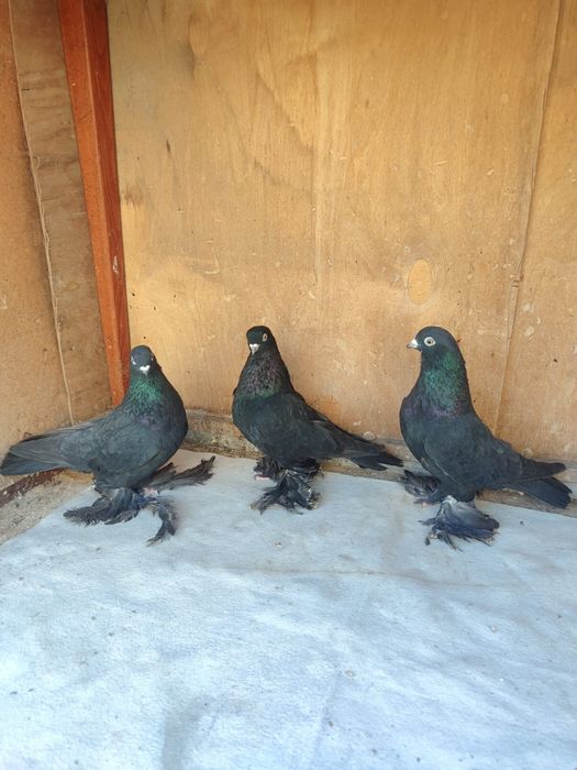Продам Голубей 2025