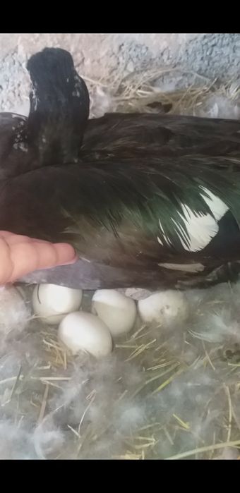 Утка наседка.  Мускусная.