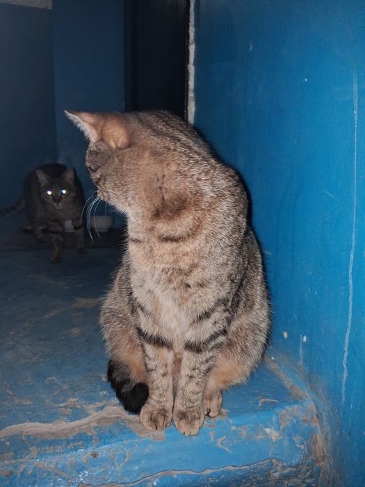 Кошечка бесплатно в добрые руки!