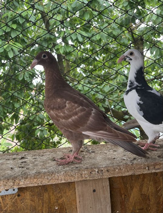 Porumbei voiajori de ornament tineret 2026
