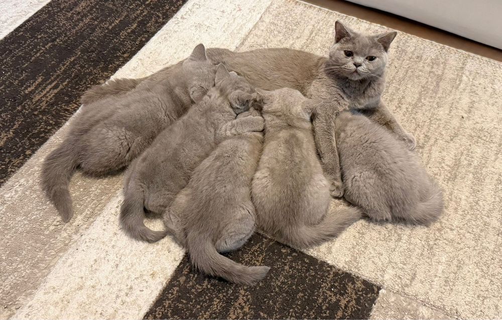 Британски Късокосмести Котенца