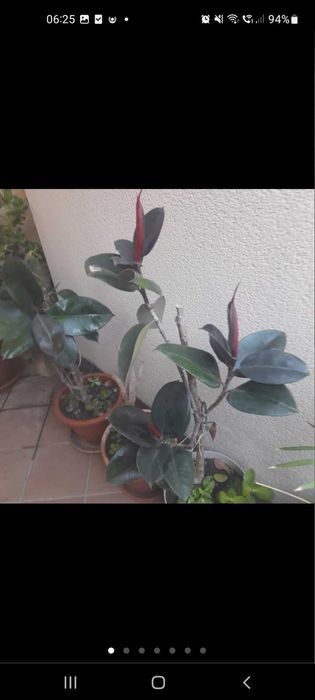 Planta natural ficus