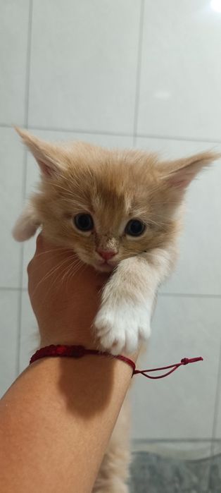 Котята Мейкунята