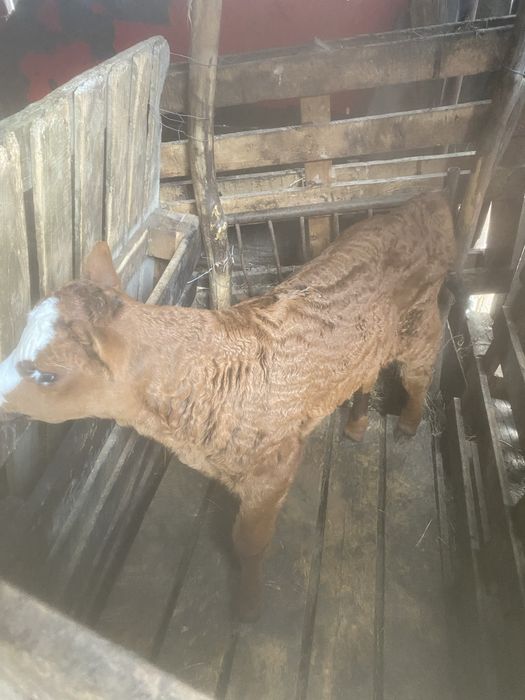 Vand vitei , 2 masculi , 2 femele