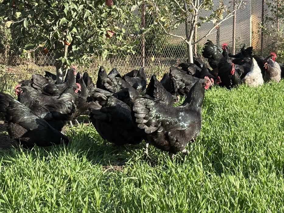 Oua incubat australorp