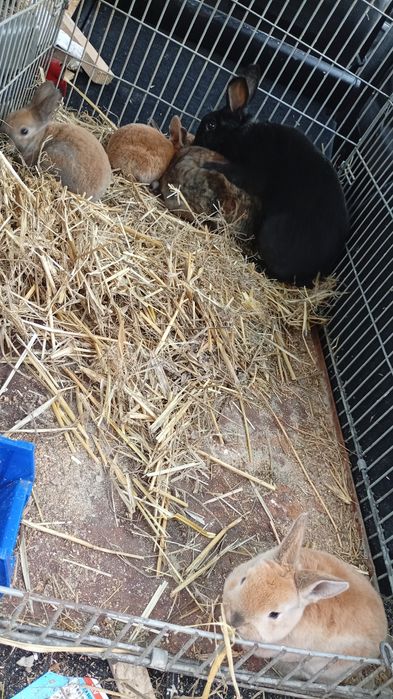 Vând iepuri Rex pitic