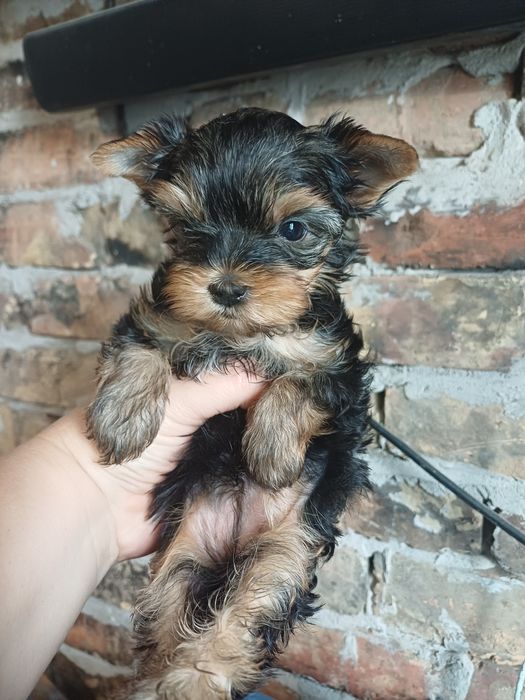 Щенки йоркширского терьера.