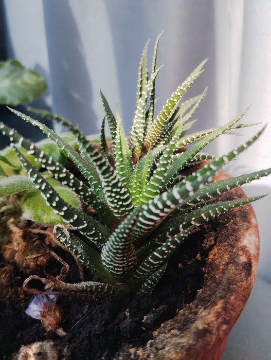 Хавортия полосатая