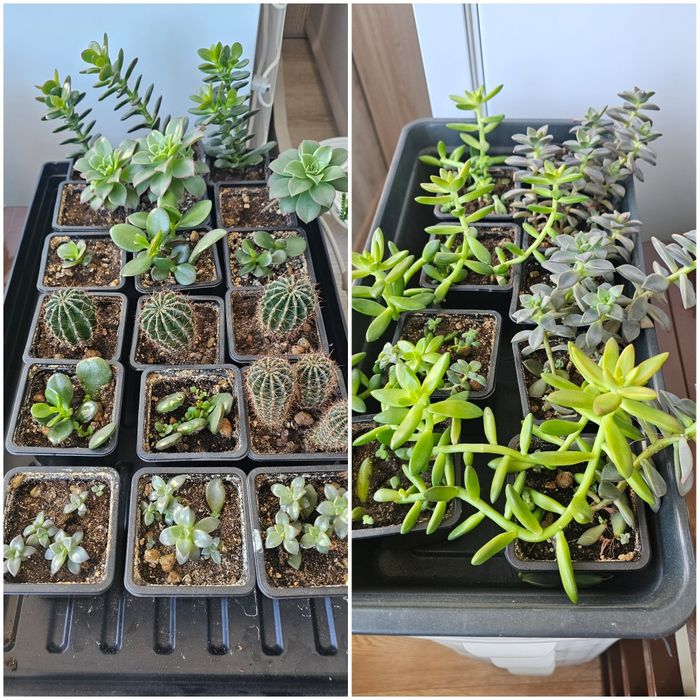 Цветы и растения