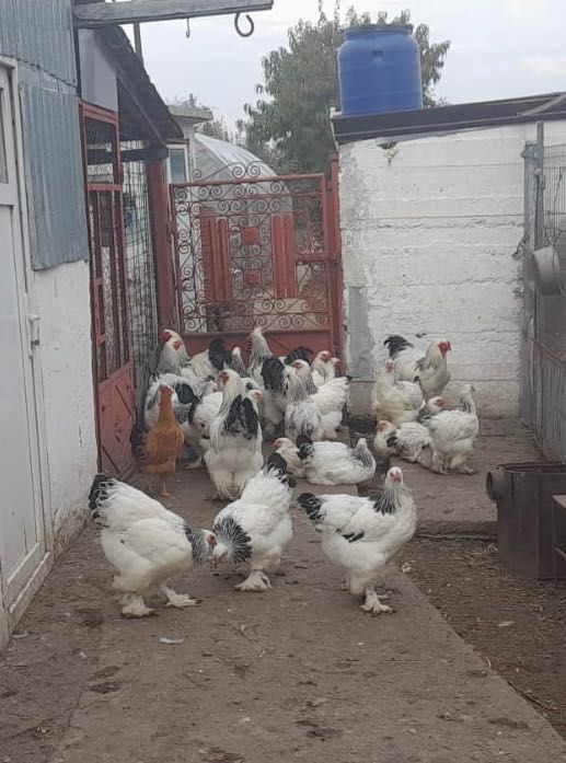 Brahma herminat deschis