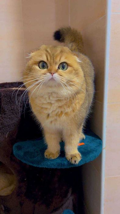 Вязка Шотландский вислоухий шиншилла