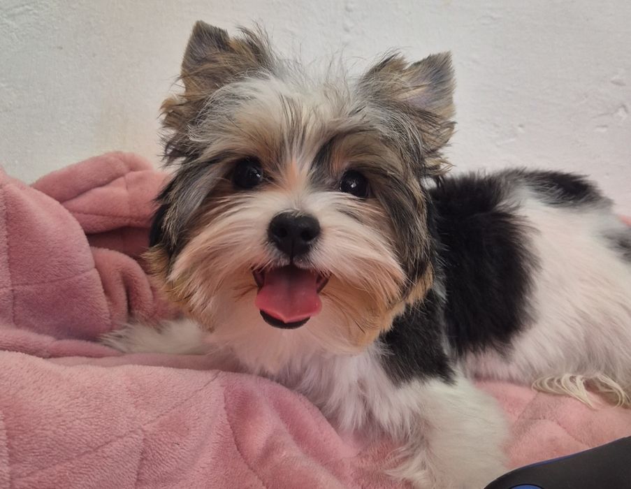 Biewer yorkshire terrier femela!