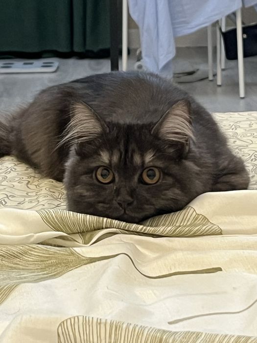 Котенок 6 месяцев