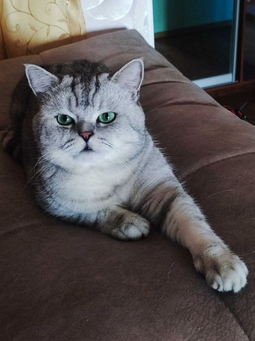 Британская шиншилла на вязку