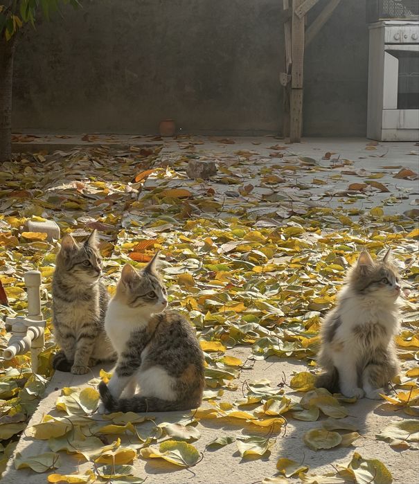 Домашние котята в добрые руки