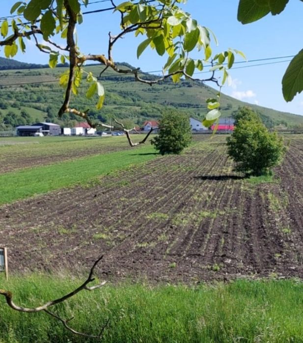 Teren intravilan construibil drum principal Mirăslău