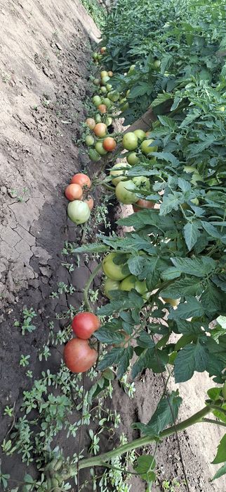 Продавам Домашни Домати