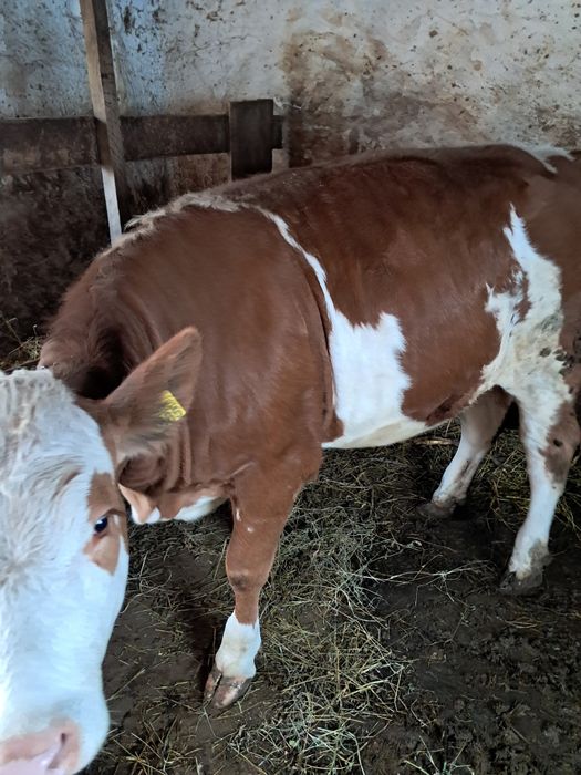 Vind juninca virsta de 8 luni fara coare din vaca buna de lapte fbuna