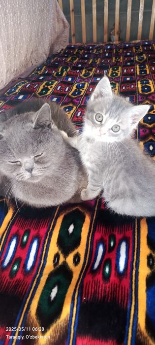 Porno shafqatsizlarcha kaltaklangan va sikilgan