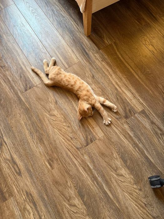 Кот приученный к лотку, ему 4 месяца. Лоток, домик, игрушка и корм