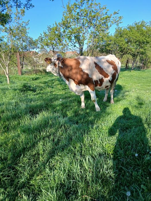 Vând vaca de 7 ani cu vițea , garantez 20 litri de lapte .