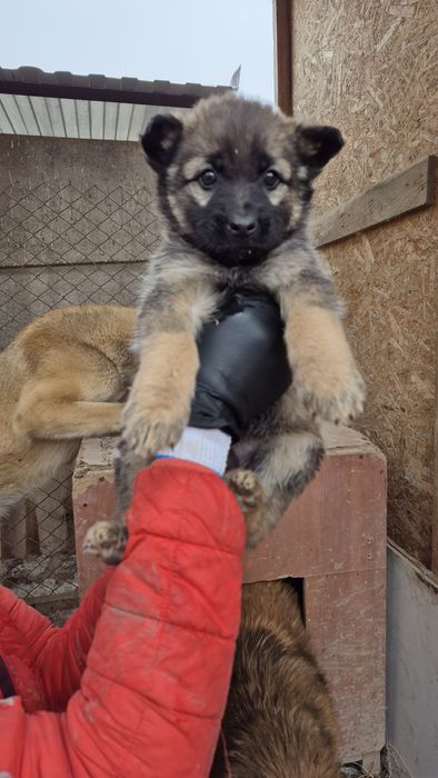 Щенок ищет доброго хозяина