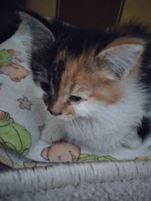котёнок,отдам в добрые руки