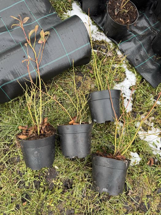 Американска боровинка  саксия с2 на цената на саксия Р9