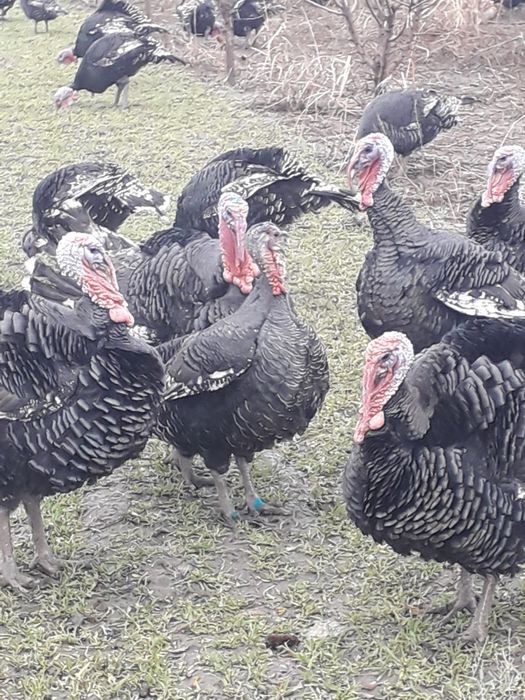 Curcani crescuti bio