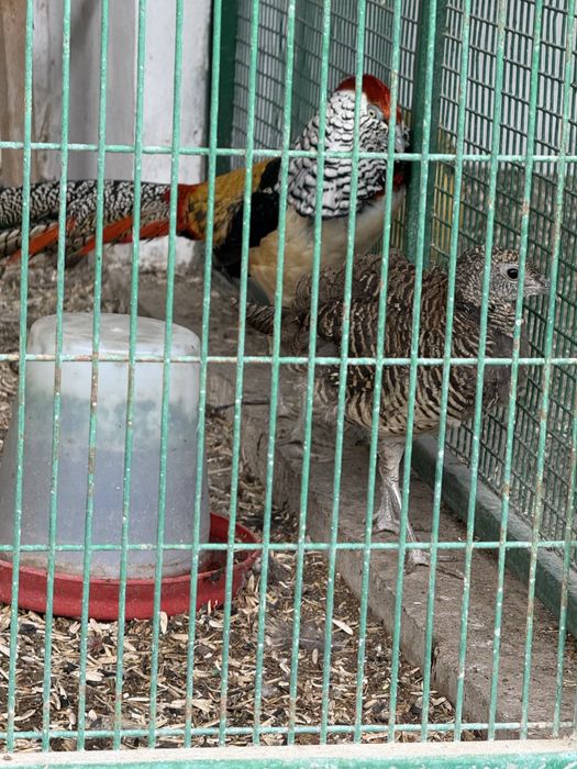 Птицы и жывотные