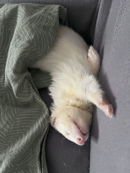 Гледане на домашни любимци