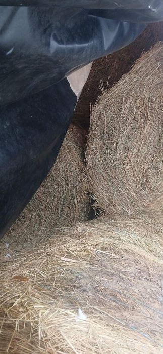 Baloti de fân   !!,