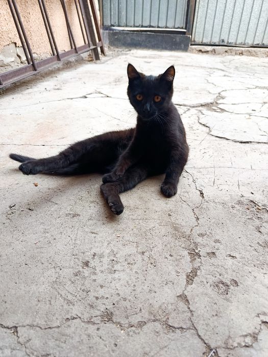 отдам двух милых котят