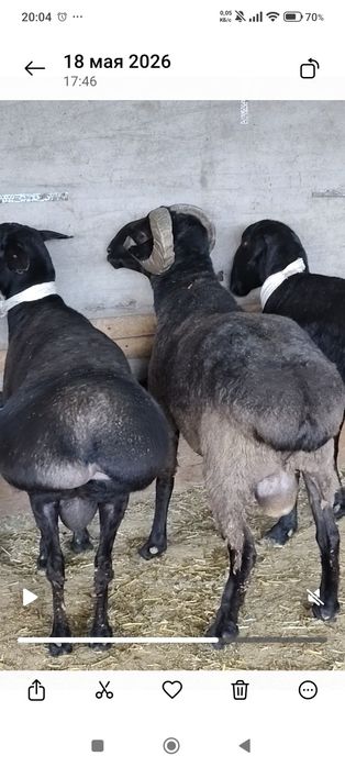 Продам баран Кошкары